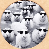 Black Sheep